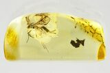 Detailed Fossil Parasitoid Wasp (Braconidae) in Baltic Amber #357736-1